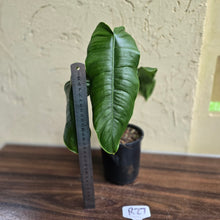 Load image into Gallery viewer, #R27 Philodendron Sharoniae