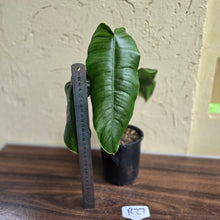Load image into Gallery viewer, #R27 Philodendron Sharoniae