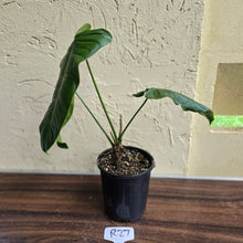 Load image into Gallery viewer, #R27 Philodendron Sharoniae