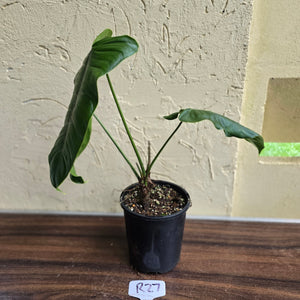 #R27 Philodendron Sharoniae