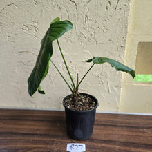 Load image into Gallery viewer, #R27 Philodendron Sharoniae