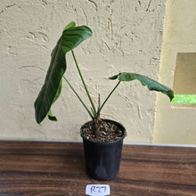 Load image into Gallery viewer, #R27 Philodendron Sharoniae