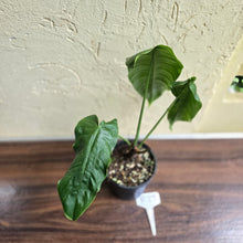 Load image into Gallery viewer, #R27 Philodendron Sharoniae
