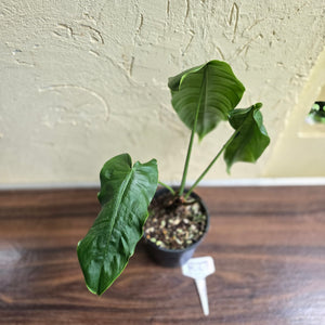 #R27 Philodendron Sharoniae