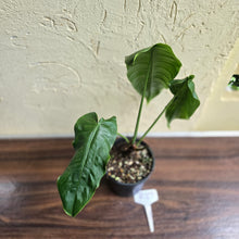 Load image into Gallery viewer, #R27 Philodendron Sharoniae