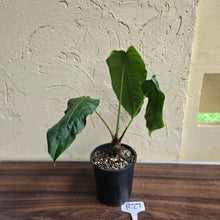 Load image into Gallery viewer, #R27 Philodendron Sharoniae