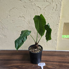 Load image into Gallery viewer, #R27 Philodendron Sharoniae