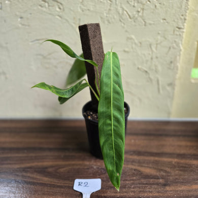 #R2 Philodendron Patriciae