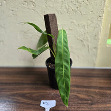 Load image into Gallery viewer, #R2 Philodendron Patriciae