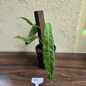 #R2 Philodendron Patriciae
