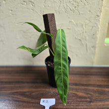 Load image into Gallery viewer, #R2 Philodendron Patriciae