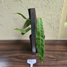 Load image into Gallery viewer, #R2 Philodendron Patriciae