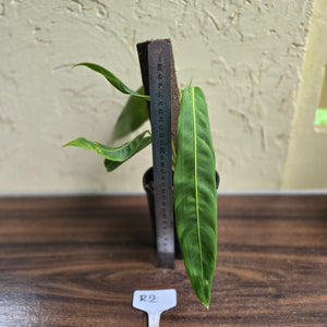 #R2 Philodendron Patriciae