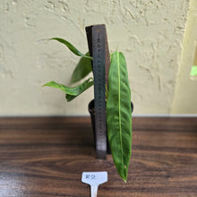 Load image into Gallery viewer, #R2 Philodendron Patriciae