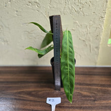 Load image into Gallery viewer, #R2 Philodendron Patriciae