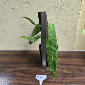 #R2 Philodendron Patriciae