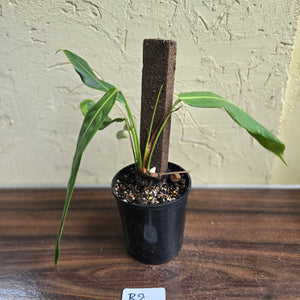 #R2 Philodendron Patriciae