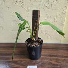Load image into Gallery viewer, #R2 Philodendron Patriciae