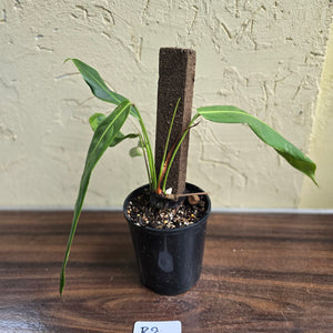 #R2 Philodendron Patriciae