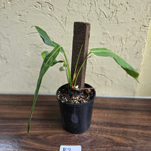 Load image into Gallery viewer, #R2 Philodendron Patriciae