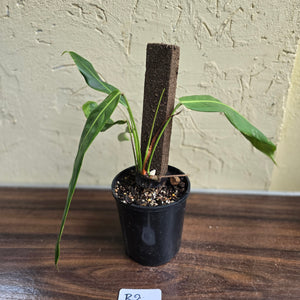 #R2 Philodendron Patriciae
