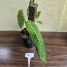 Load image into Gallery viewer, #R2 Philodendron Patriciae