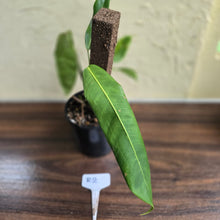 Load image into Gallery viewer, #R2 Philodendron Patriciae