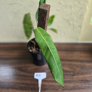 #R2 Philodendron Patriciae