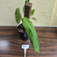 Load image into Gallery viewer, #R2 Philodendron Patriciae