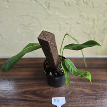 Load image into Gallery viewer, #R2 Philodendron Patriciae