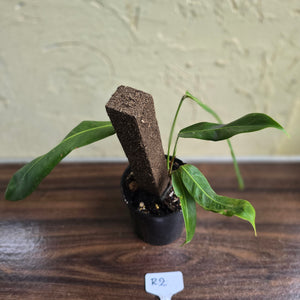 #R2 Philodendron Patriciae