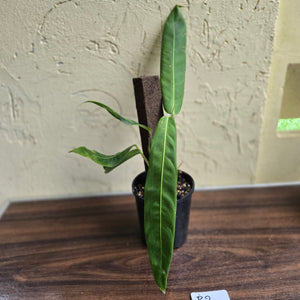 #R2 Philodendron Patriciae