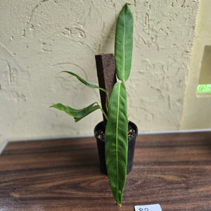 #R2 Philodendron Patriciae