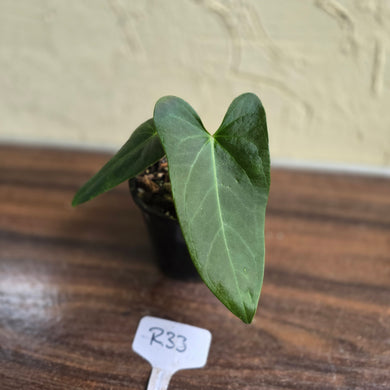 #R33 Anthurium NOID