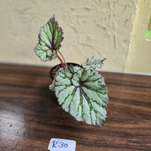 Load image into Gallery viewer, #R30 Begonia Unknown