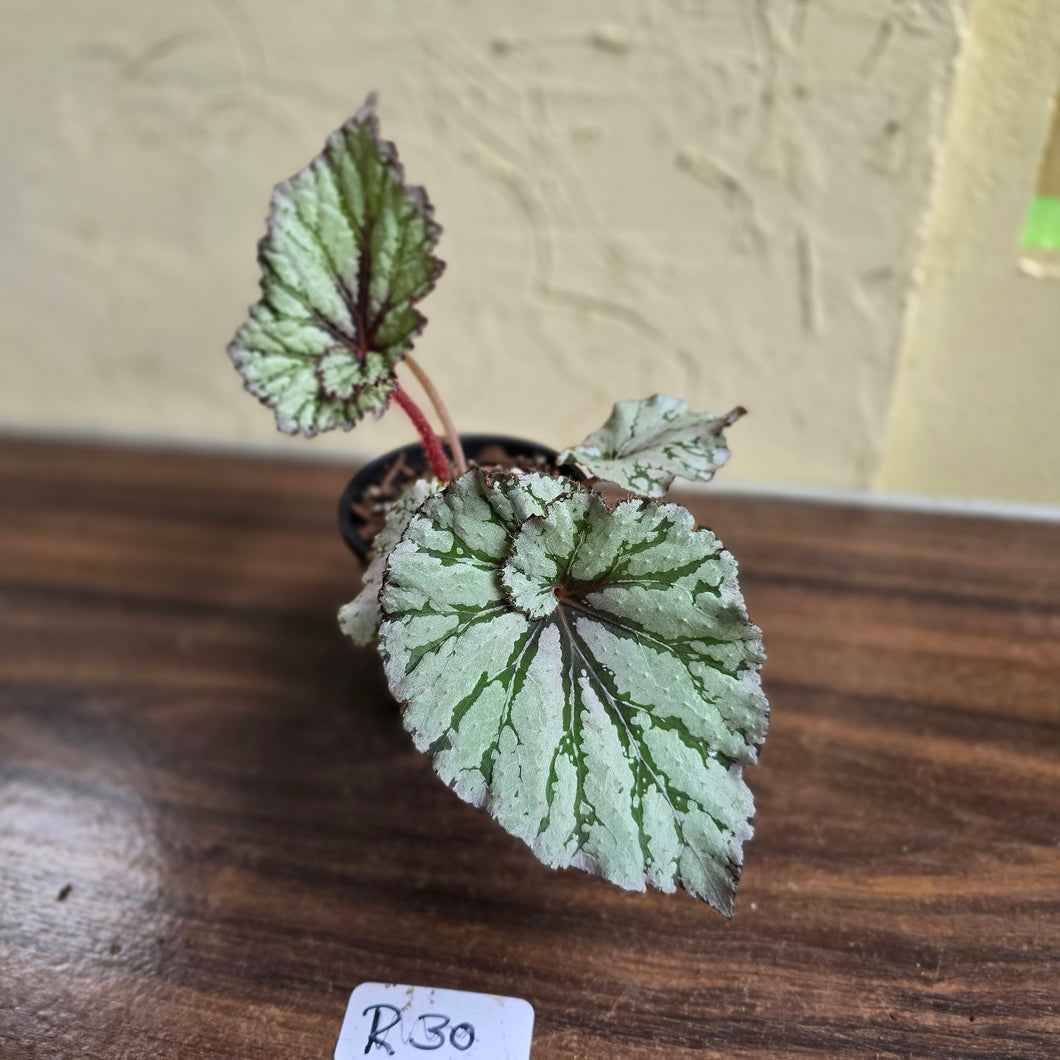 #R30 Begonia Unknown