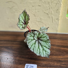 Load image into Gallery viewer, #R30 Begonia Unknown