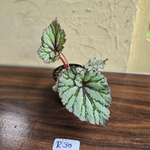 Load image into Gallery viewer, #R30 Begonia Unknown