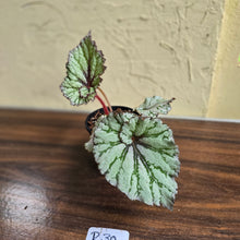 Load image into Gallery viewer, #R30 Begonia Unknown