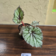 Load image into Gallery viewer, #R30 Begonia Unknown