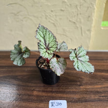 Load image into Gallery viewer, #R30 Begonia Unknown