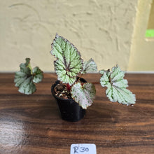 Load image into Gallery viewer, #R30 Begonia Unknown