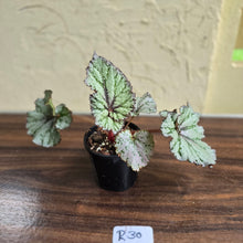 Load image into Gallery viewer, #R30 Begonia Unknown
