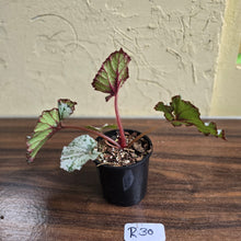 Load image into Gallery viewer, #R30 Begonia Unknown