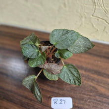 Load image into Gallery viewer, #R27 Begonia Unknown