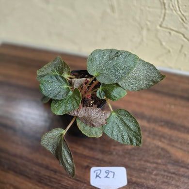 #R27 Begonia Unknown