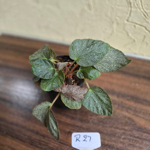 #R27 Begonia Unknown
