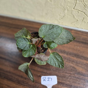 #R27 Begonia Unknown