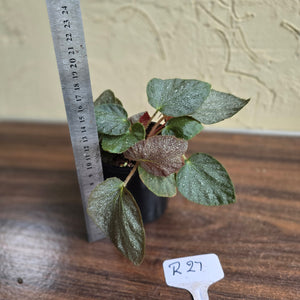 #R27 Begonia Unknown