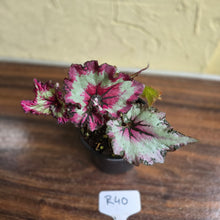 Load image into Gallery viewer, #R40 Begonia Unknown